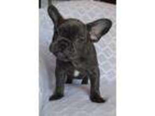 French Bulldog Puppy for sale in Glen Burnie, MD, USA