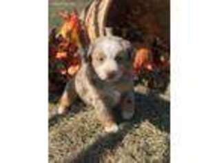 Miniature Australian Shepherd Puppy for sale in Marshall, AR, USA