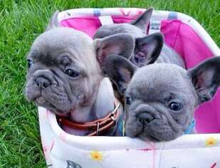 French Bulldog Puppy for sale in Dearborn Heights, MI, USA