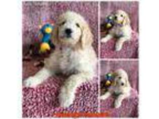 Goldendoodle Puppy for sale in Humble, TX, USA