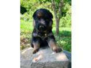 German Shepherd Dog Puppy for sale in Spencer, IN, USA