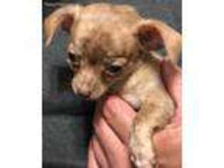 Chihuahua Puppy for sale in Baldwin, IL, USA