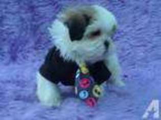 Mutt Puppy for sale in ENCINO, CA, USA