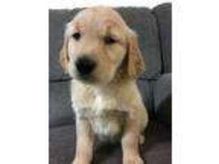 Golden Retriever Puppy for sale in Arlington, MN, USA