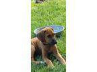 Rhodesian Ridgeback Puppy for sale in Andalusia, AL, USA