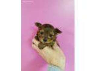 Yorkshire Terrier Puppy for sale in Valparaiso, IN, USA
