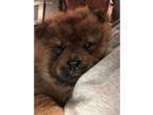 Chow Chow Puppy for sale in Joplin, MO, USA