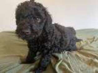 Goldendoodle Puppy for sale in Eagle Lake, FL, USA