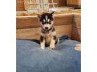 Alaskan Klee Kai Puppy for sale in Arthur, IL, USA