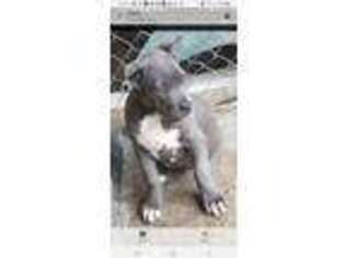 Cane Corso Puppy for sale in Bridgeton, NJ, USA
