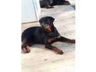 Rottweiler Puppy for sale in Shepherd, TX, USA