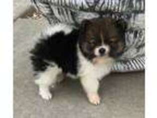 Pomeranian Puppy for sale in Chillicothe, MO, USA