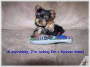 Yorkshire Terrier Puppy for sale in SAINTE GENEVIEVE, MO, USA