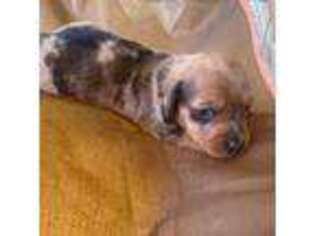 Dachshund Puppy for sale in Portsmouth, NH, USA