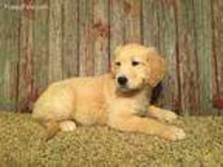 Golden Retriever Puppy for sale in Kensington, KS, USA