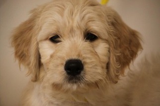 Goldendoodle Puppy for sale in Ypsilanti, MI, USA