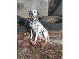 Dalmatian Puppy for sale in Humansville, MO, USA