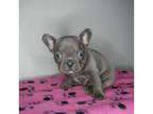 French Bulldog Puppy for sale in Stem, NC, USA