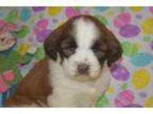 Saint Berdoodle Puppy for sale in Colcord, OK, USA