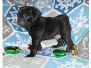 Pug Puppy for sale in Winslow, AR, USA