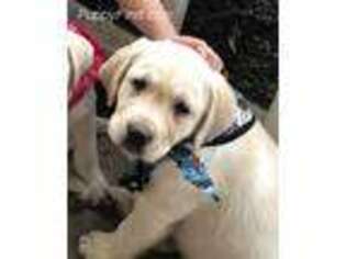 Labrador Retriever Puppy for sale in Aledo, TX, USA