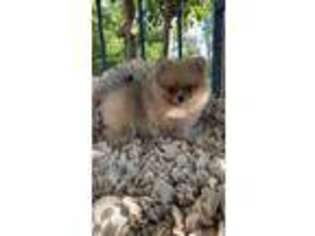 Pomeranian Puppy for sale in Yakima, WA, USA