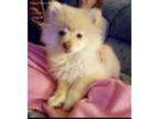 Pomeranian Puppy for sale in Crystal Spring, PA, USA