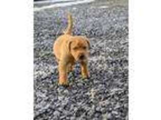 Labrador Retriever Puppy for sale in Reinholds, PA, USA