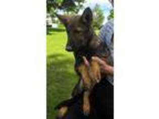 German Shepherd Dog Puppy for sale in Pulaski, TN, USA