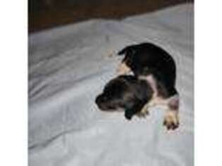 Dachshund Puppy for sale in Apopka, FL, USA
