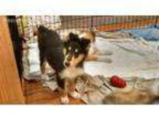Collie Puppy for sale in Bridgeport, OH, USA