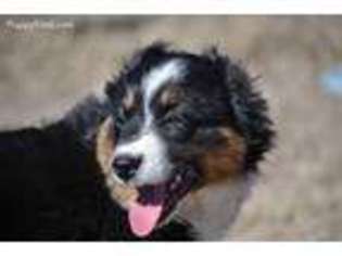 Miniature Australian Shepherd Puppy for sale in Tuttle, OK, USA