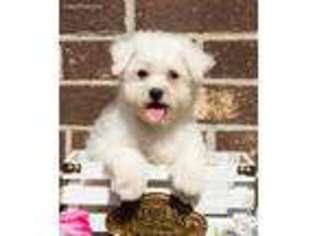 Bichon Frise Puppy for sale in Youngstown, OH, USA