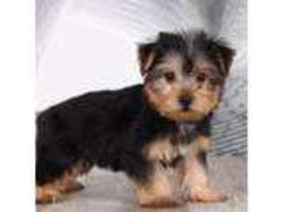 Yorkshire Terrier Puppy for sale in West Lafayette, IN, USA