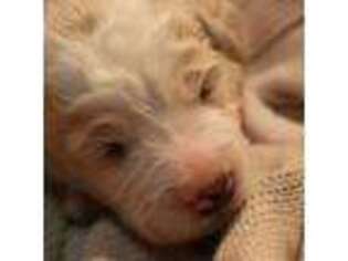 Saint Berdoodle Puppy for sale in Glasgow, KY, USA