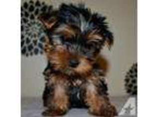 Yorkshire Terrier Puppy for sale in ESCONDIDO, CA, USA