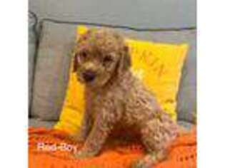 Labradoodle Puppy for sale in Wrightwood, CA, USA