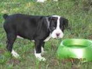 Boxer Puppy for sale in Pleasant Hill, MO, USA