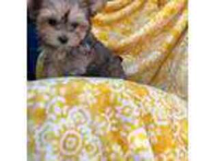 Yorkshire Terrier Puppy for sale in Kirkland, WA, USA