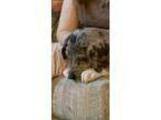 Great Dane Puppy for sale in Flint, MI, USA