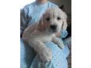 Mutt Puppy for sale in Souderton, PA, USA