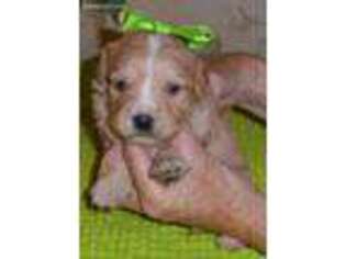 Cavapoo Puppy for sale in Colcord, OK, USA