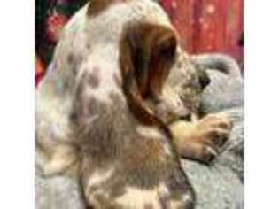 Basset Hound Puppy for sale in De Kalb, TX, USA