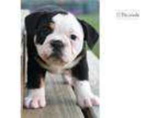 Olde English Bulldogge Puppy for sale in South Bend, IN, USA