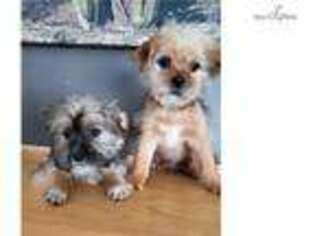 Shorkie Tzu Puppy for sale in Madison, WI, USA
