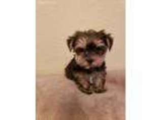 Yorkshire Terrier Puppy for sale in Louise, TX, USA