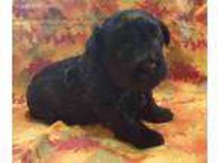 Mutt Puppy for sale in New Florence, PA, USA