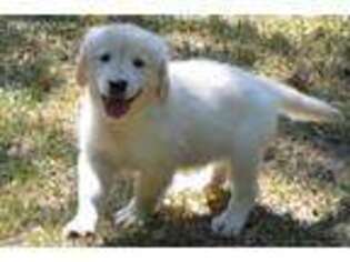 Golden Retriever Puppy for sale in Cleburne, TX, USA
