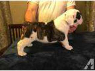 Bulldog Puppy for sale in MELBOURNE, FL, USA
