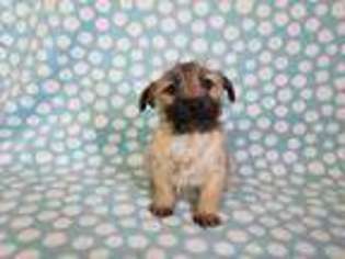 Cairn Terrier Puppy for sale in North Collins, NY, USA
